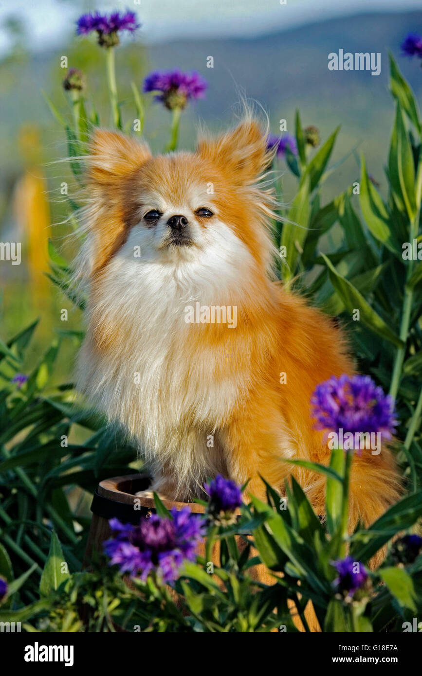 -Cheveux long Pomeranian assis parmi les fleurs Banque D'Images