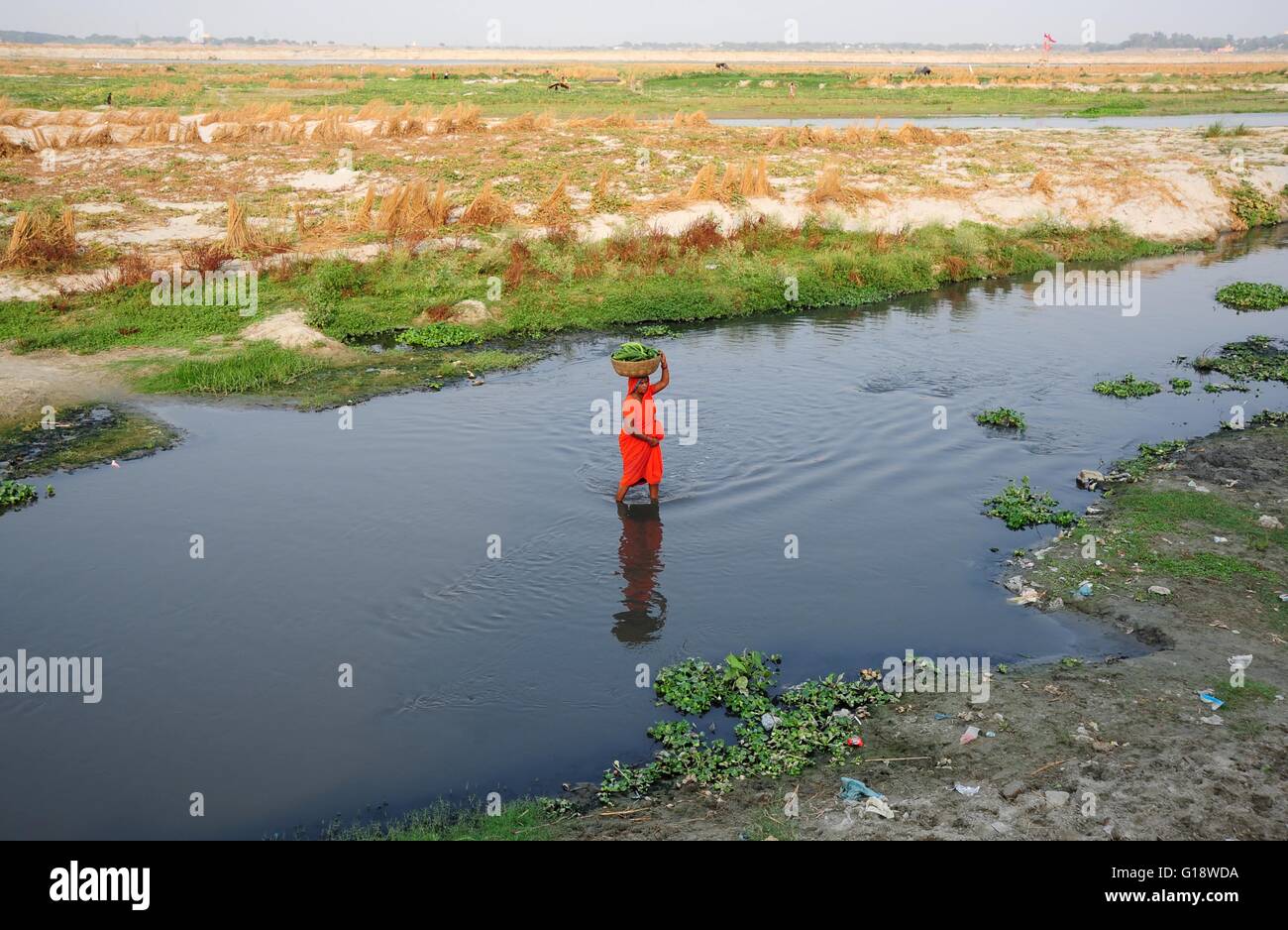 Allahabad, Uttar Pradesh, Inde. Le 11 mai, 2016. Allahabad : Un agriculteur de l'eau comme seewage croix elle va vendre au marché de légumes à Allahabad sur 11-05-2016. photo par Prabhat Kumar verma © Prabhat Kumar Verma/ZUMA/Alamy Fil Live News Banque D'Images