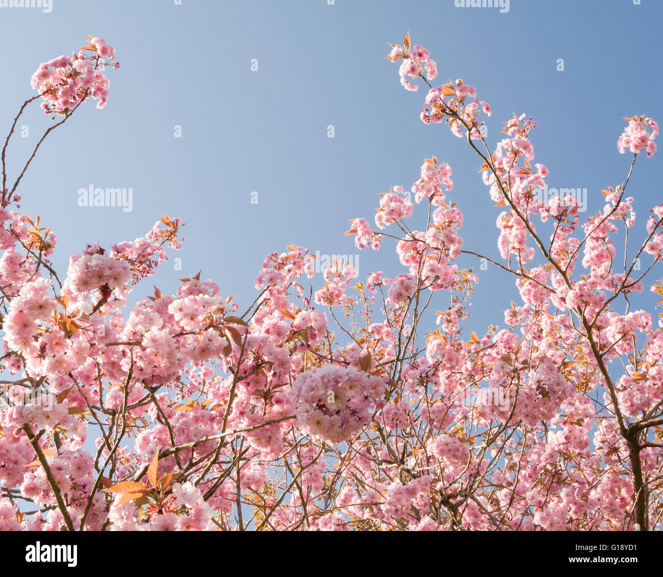 Stirlingshire, Scotland, UK - 11 mai 2016 : Royaume-Uni - une autre belle journée de printemps ensoleillée dans Stirlingshire, avec un ciel bleu, fleur de cerisier et des températures bien au-dessus de la moyenne pour cette période de l'année Crédit : Kay Roxby/Alamy Live News Banque D'Images