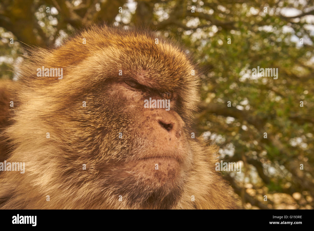 Portrait d'un singe berbère à Gibraltar Banque D'Images