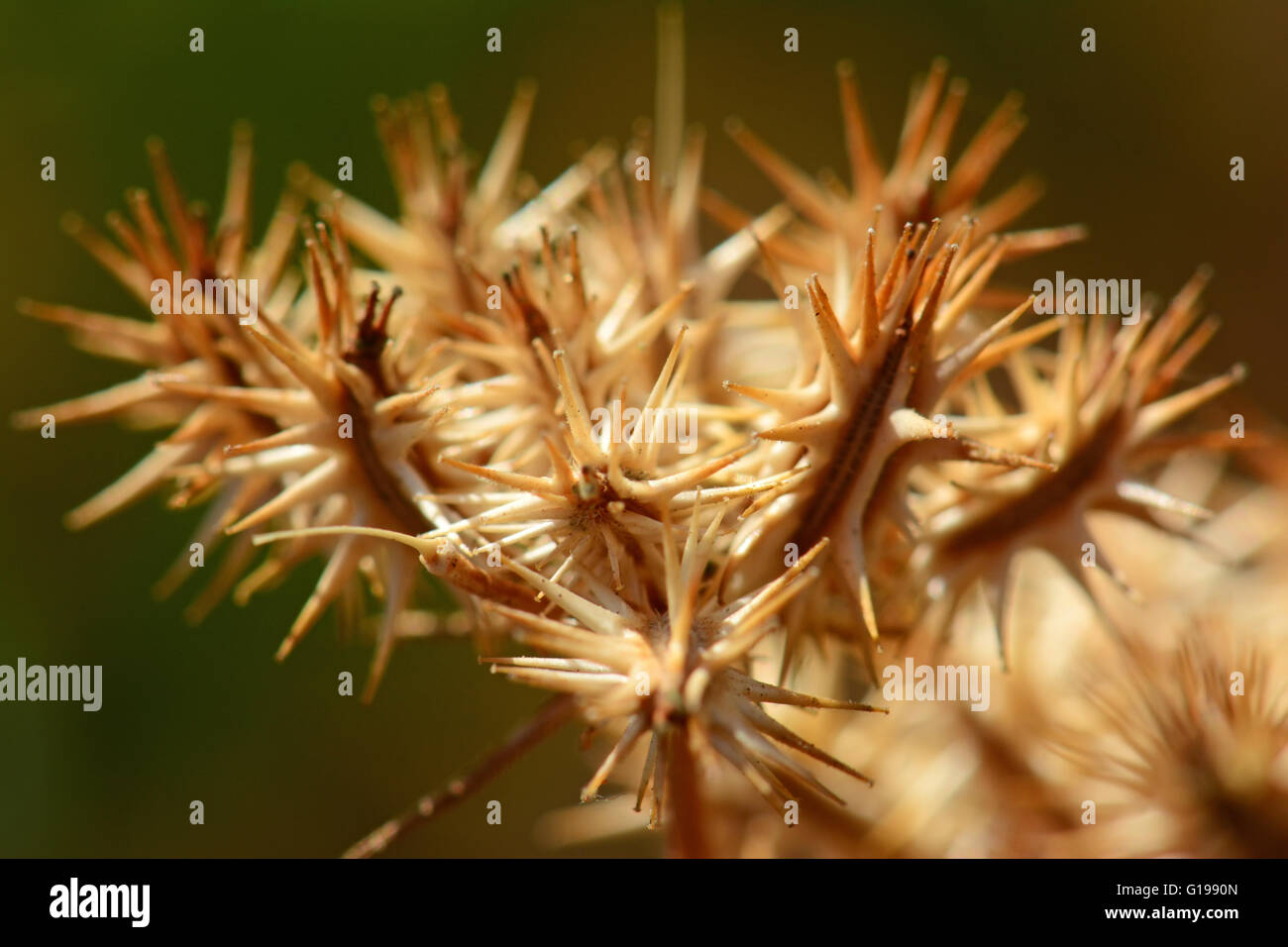 La dispersion des épineux Banque D'Images