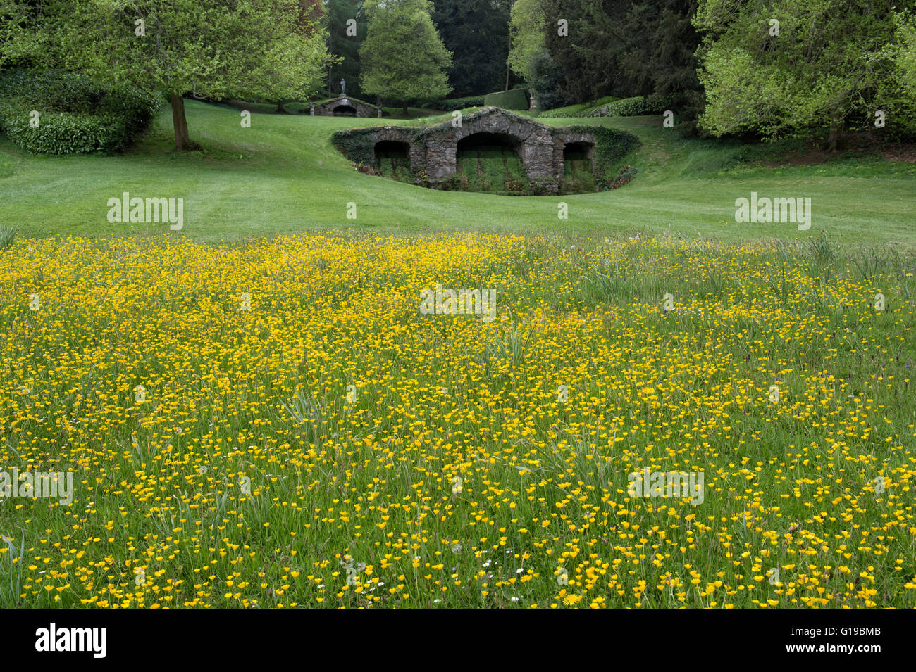 Renoncules dans la pelouse en face de la Cascade inférieure à Rousham House et jardin. Oxfordshire, Angleterre Banque D'Images