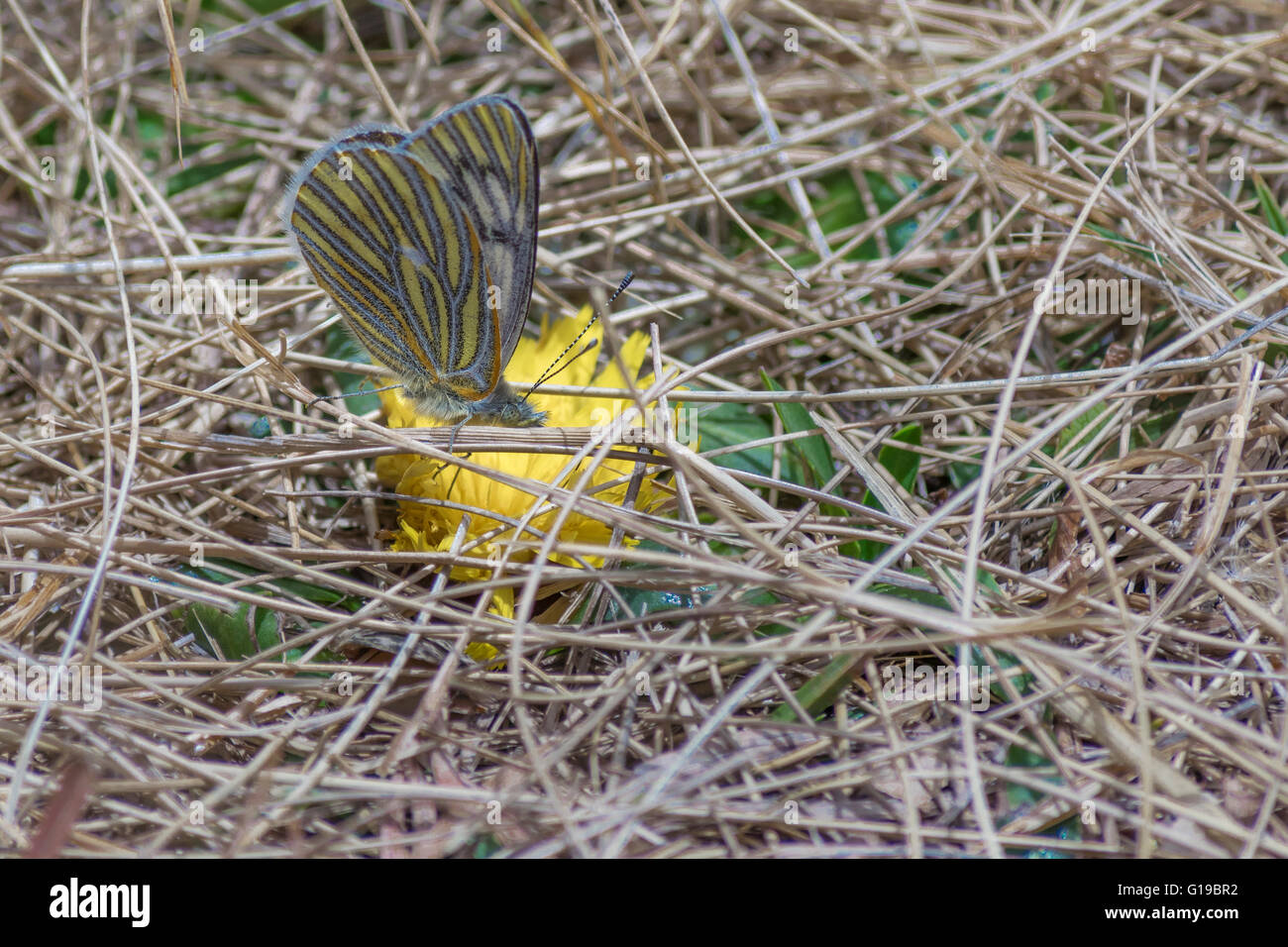 Voir photo de la recherche d'un papillon à motifs fleurs jaune allongé sur le sol. Banque D'Images