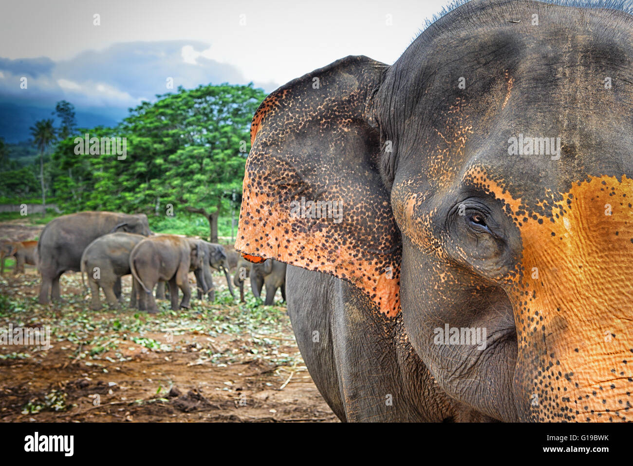 Sri Lanka - éléphant de Pinnawela orphelinat pour éléphants d'Asie sauvages (Liège Province du Sri Lanka Banque D'Images