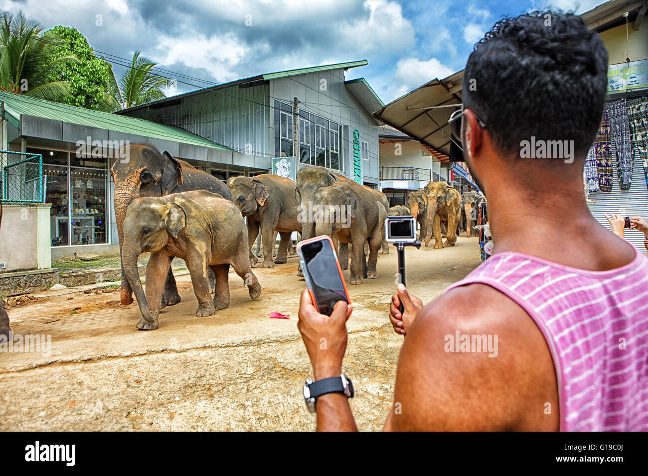 Les touristes à la recherche d'éléphants à Pinnawela orphelinat des éléphants, des éléphants d'Asie sauvages Banque D'Images