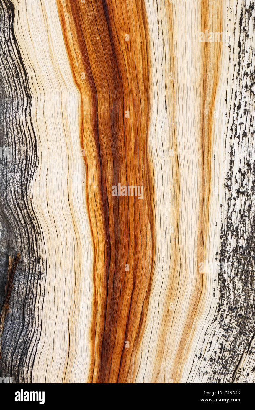 Pin pinyon weathered wood texture grain Banque D'Images