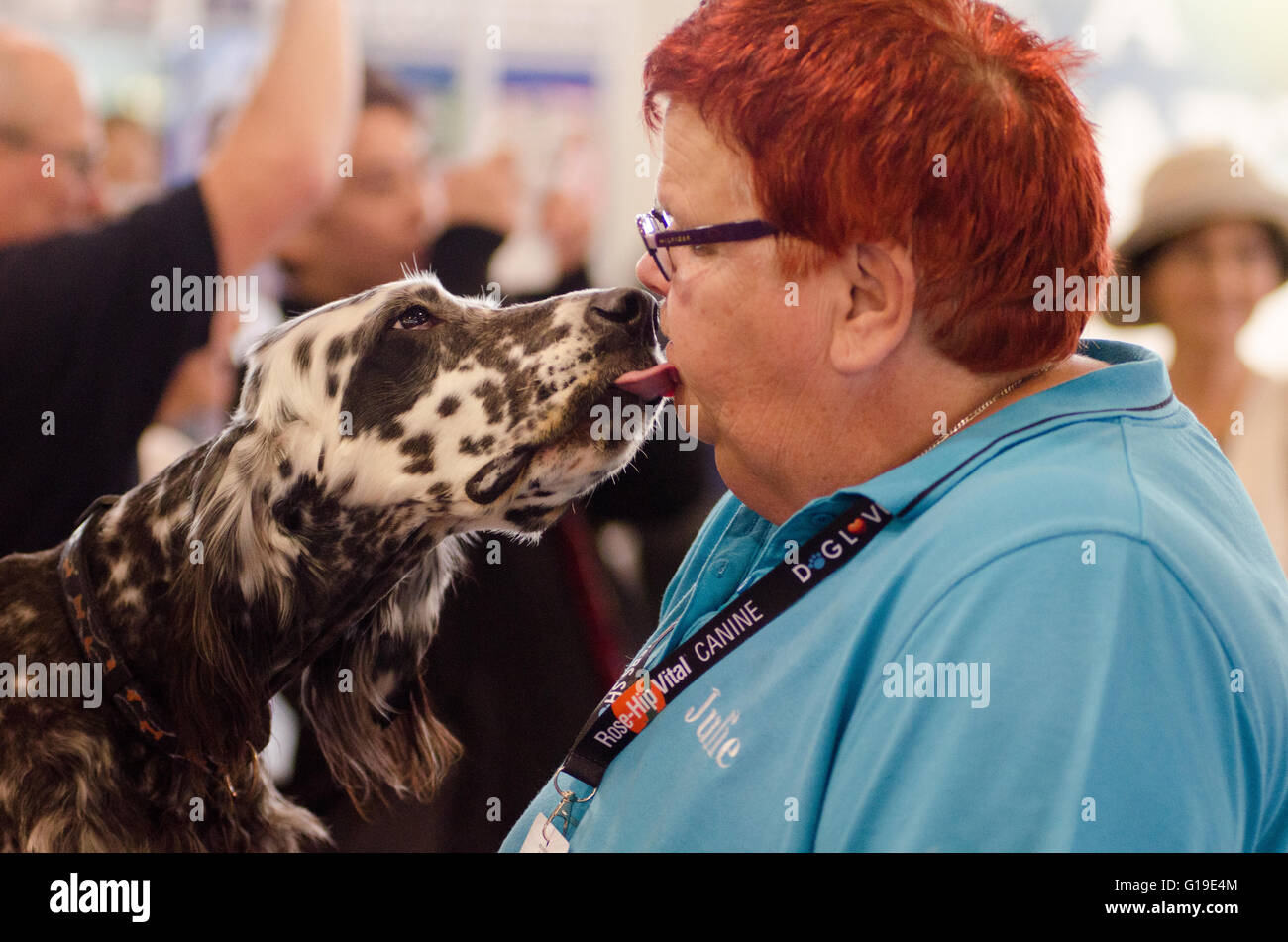 Sydney, Australie - 15 août 2015 : Le Bilbo est l'hôte de la Sydney amoureux de chien Show. Cet événement a une grande variété de divertissement, d'éducation et d'informations sur les chiens. Banque D'Images