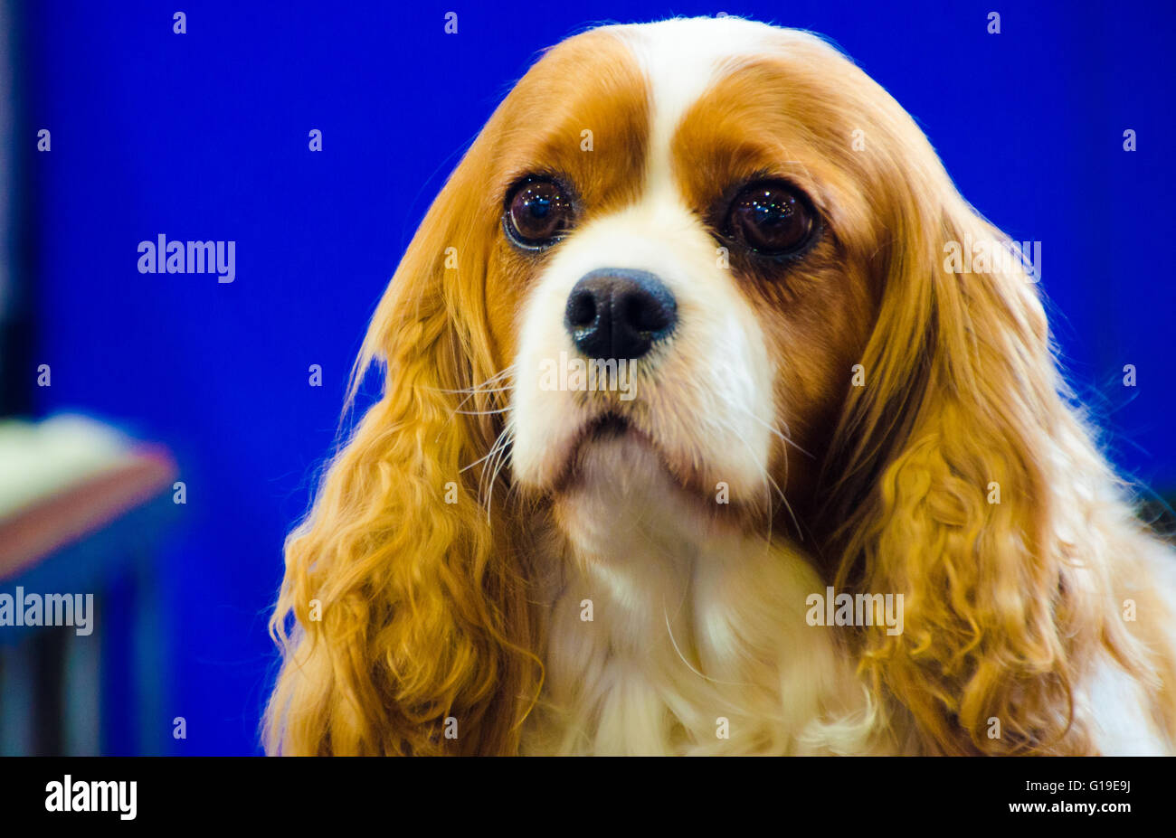 Sydney, Australie - 15 août 2015 : Le Bilbo est l'hôte de la Sydney amoureux de chien Show. Cet événement a une grande variété de divertissement, d'éducation et d'informations sur les chiens. Banque D'Images