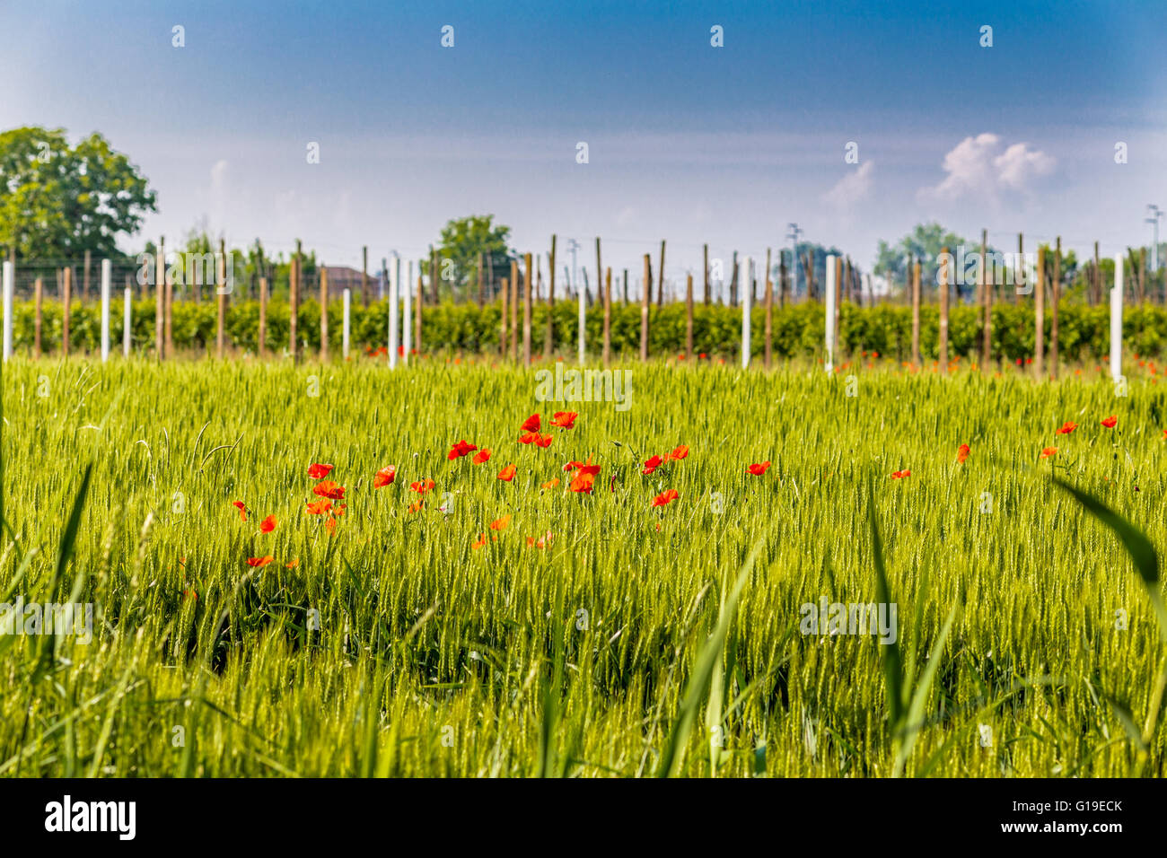 Tache de rouge coquelicots dans un champ de blé dans les pays Italien Banque D'Images
