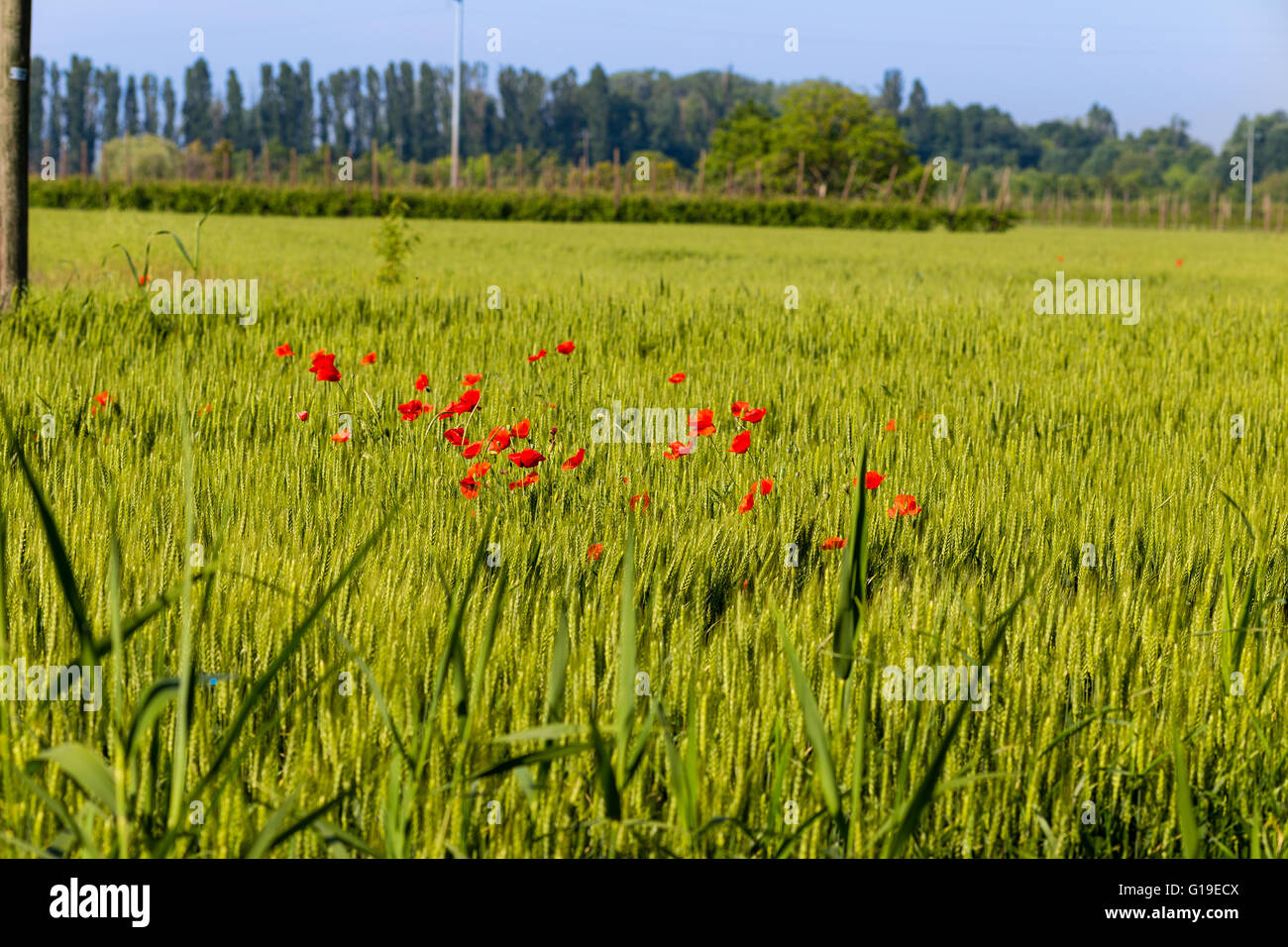 Tache de rouge coquelicots dans un champ de blé dans les pays Italien Banque D'Images