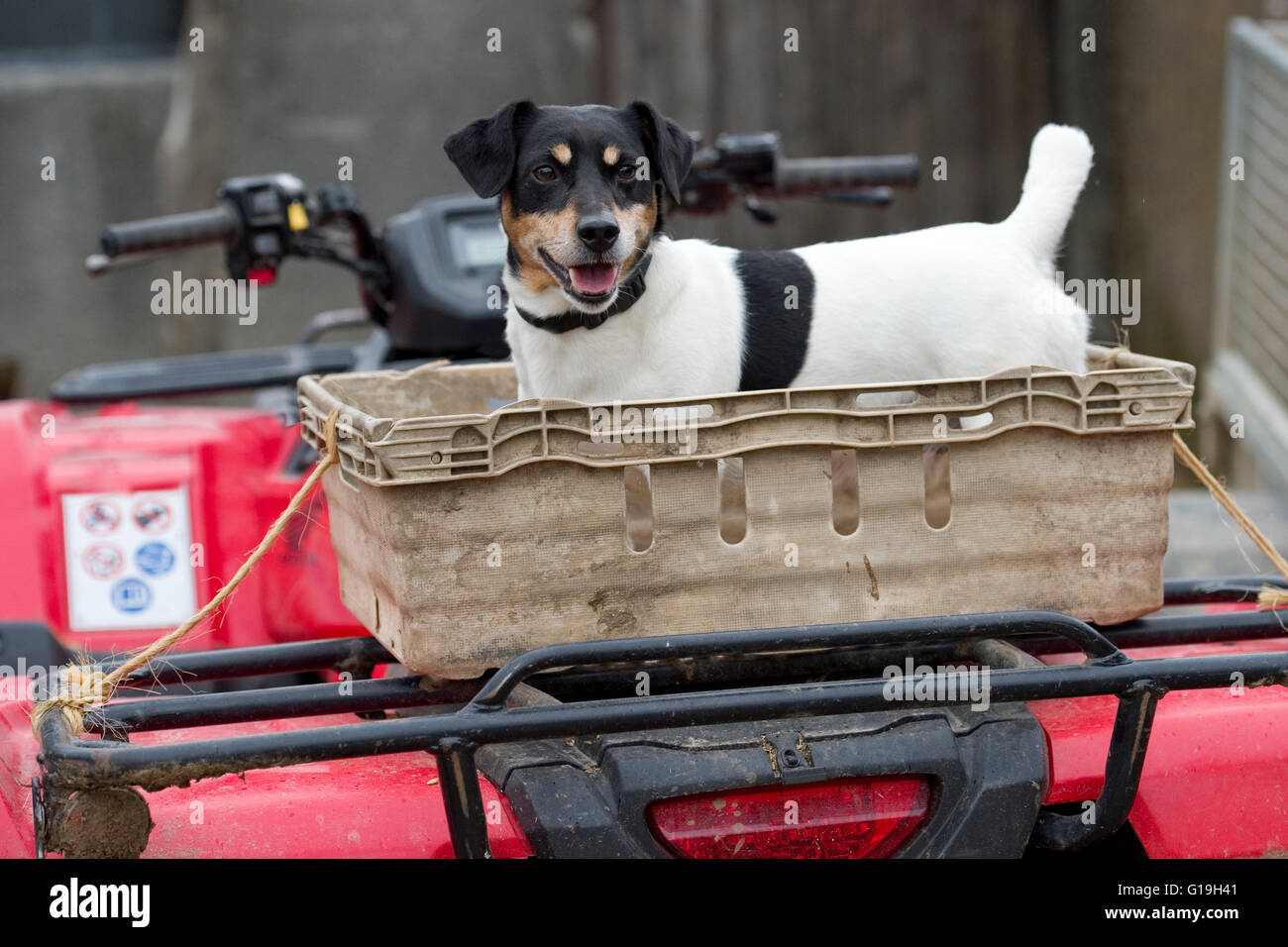 jack russell terrier à bord d'un quad agricole Banque D'Images