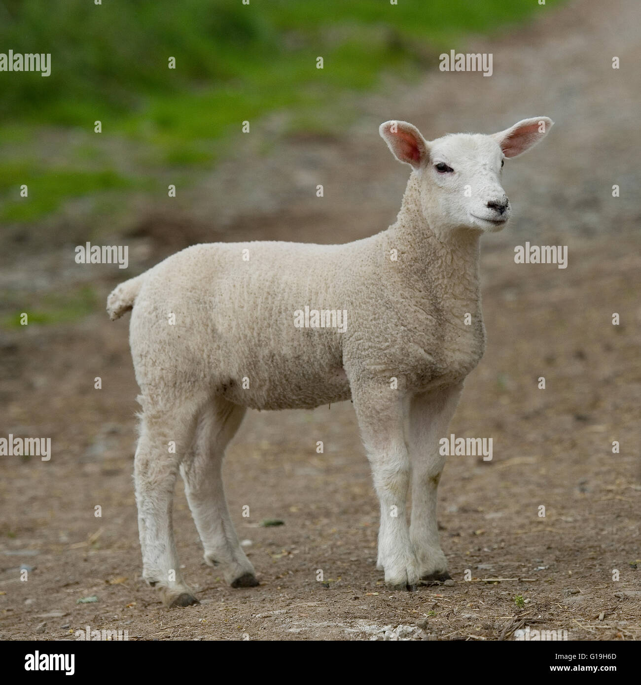 Mouton agneau Banque D'Images