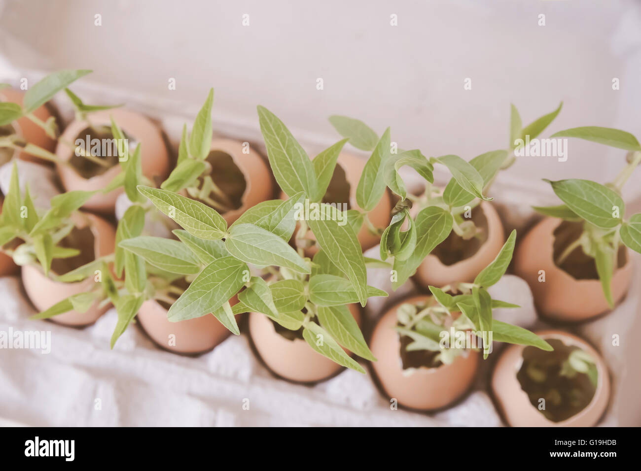 Les jeunes plantes en coquilles, eco concept Banque D'Images