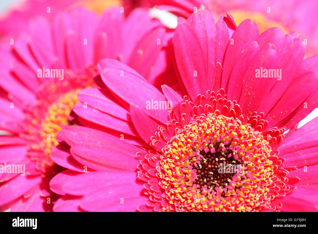 Beaux gerberas rose pleine floraison - positifs et florissante Jane Ann Butler Photography JABP1446 Banque D'Images