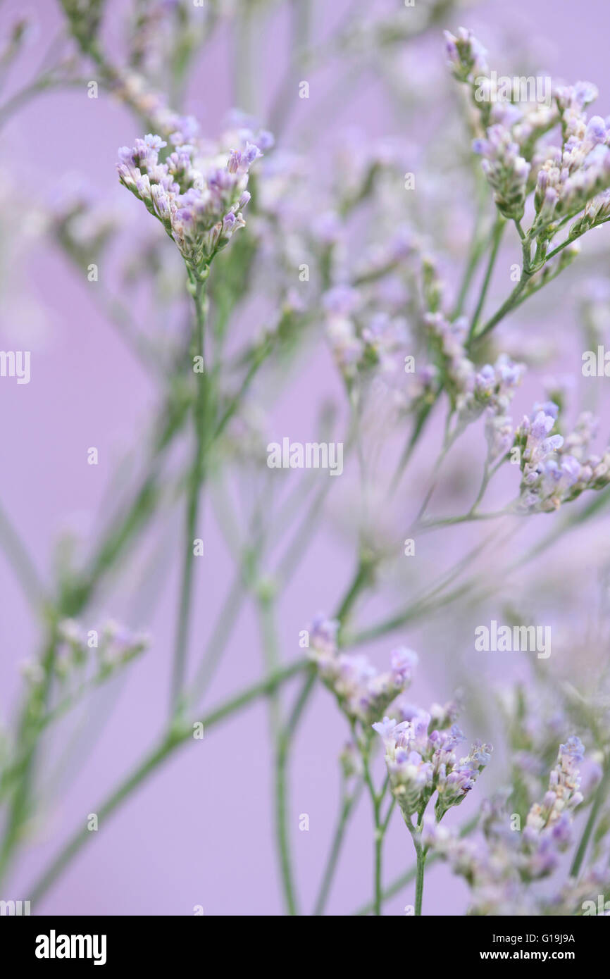 Limonium overig maine bleu, longue, c'est prairie fleur, symbolise la photographie souvenir Jane Ann Butler JABP1440 Banque D'Images