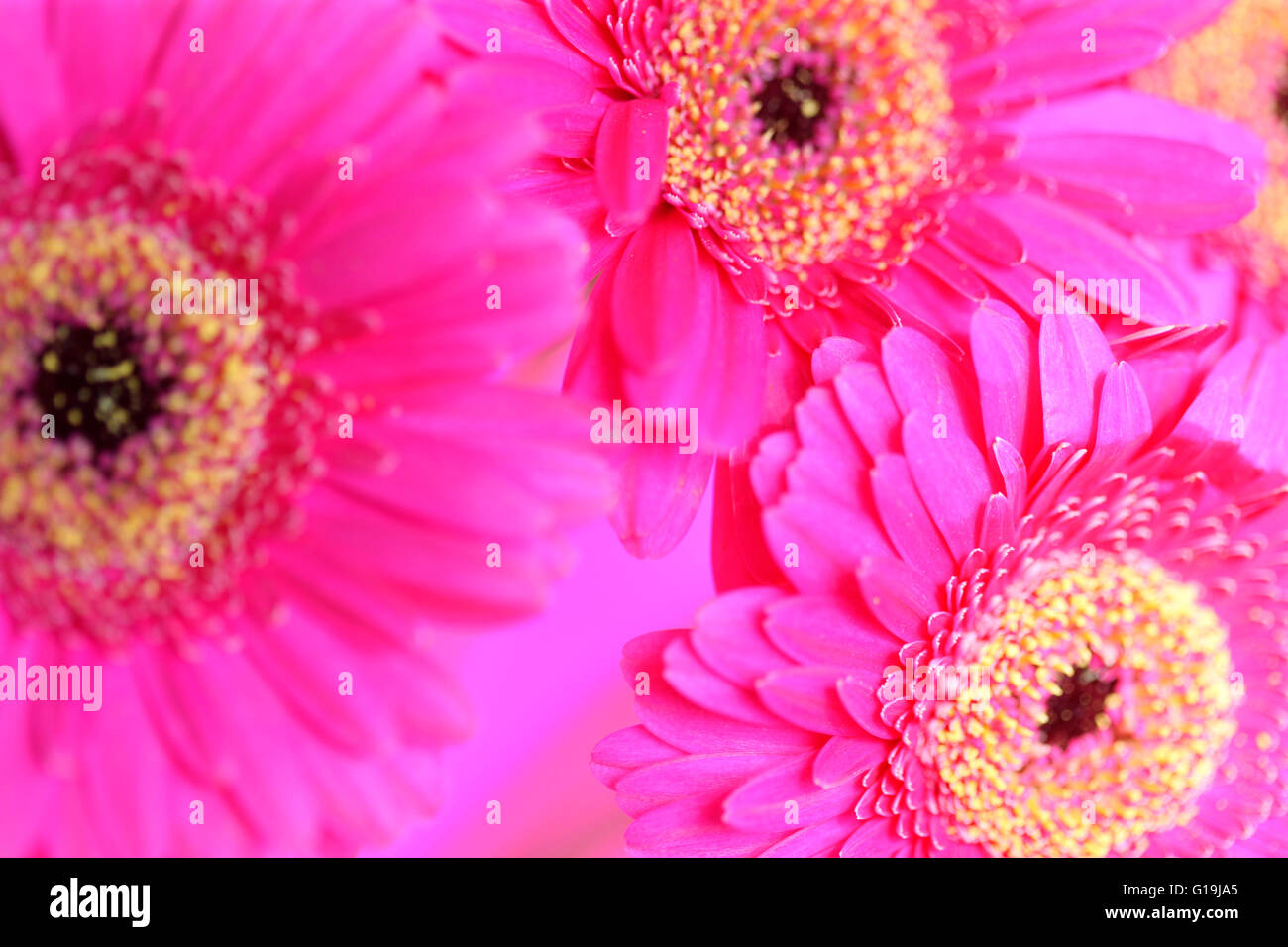 Les gerberas rose insouciante pleine floraison - positifs et florissante Jane Ann Butler Photography JABP1450 Banque D'Images