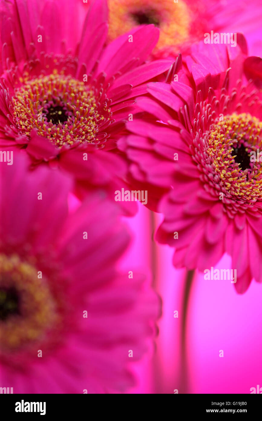 Beaux gerberas rose pleine floraison - positifs et florissante Jane Ann Butler Photography JABP1453 Banque D'Images