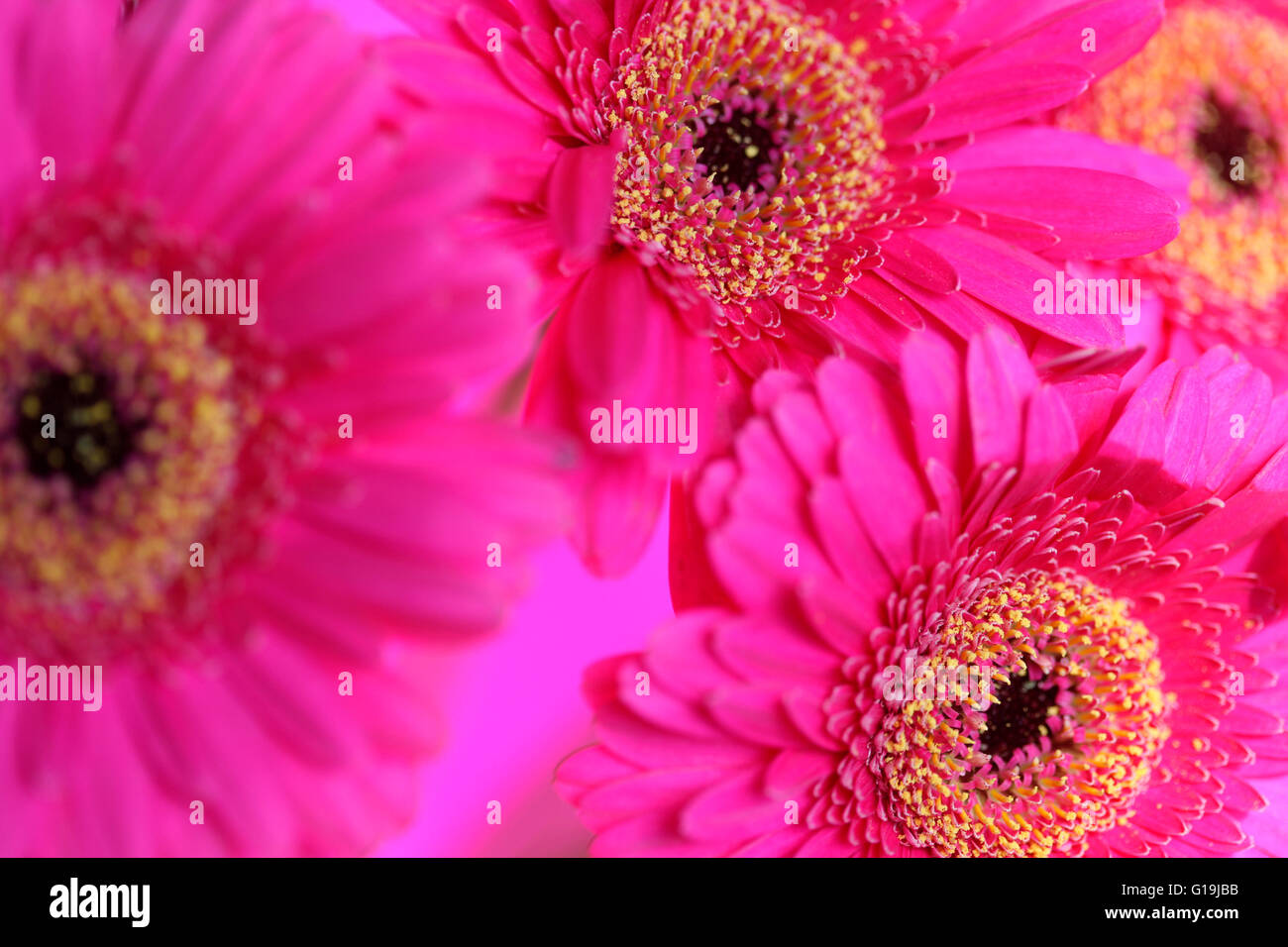 Beaux gerberas rose pleine floraison - positifs et florissante Jane Ann Butler Photography JABP1451 Banque D'Images