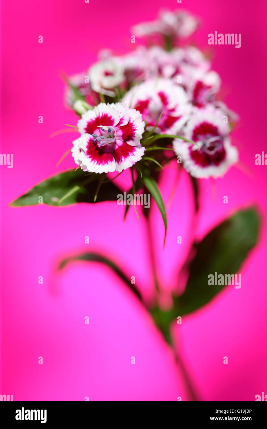 Sweet William rose et blanc rose sur tige - langage des fleurs 'bravoure' 'le sourire' Jane Ann Butler Photography JABP1449 Banque D'Images