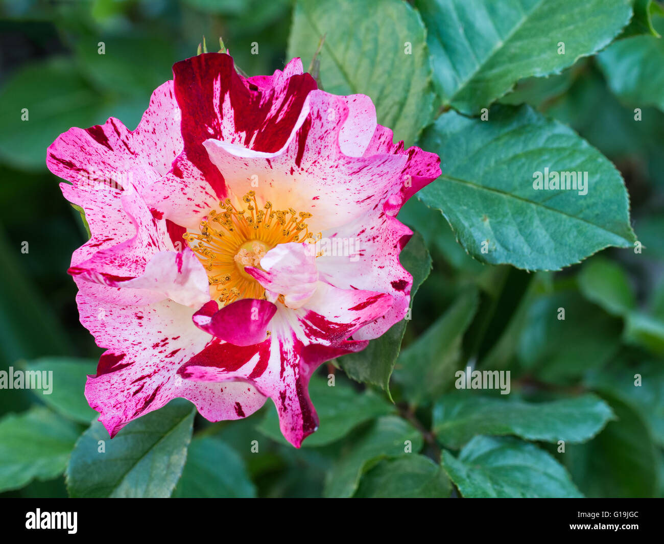 Trois véritables couleur rose ! Rayé. Banque D'Images