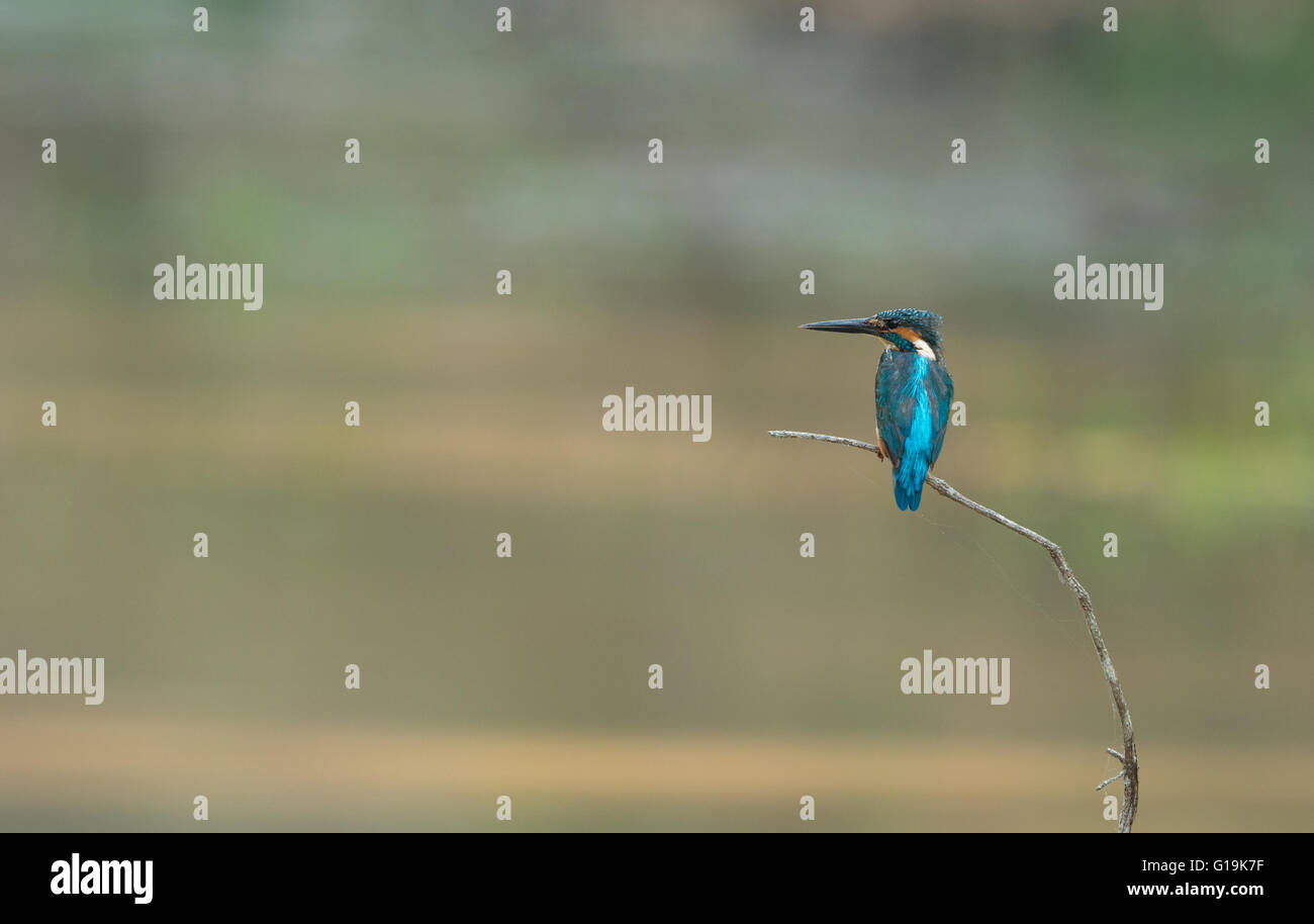 Une politique commune de Kingfisher (Alcedo atthis) à Phu Khieo Wildlife Sanctuary, en Thaïlande. Banque D'Images