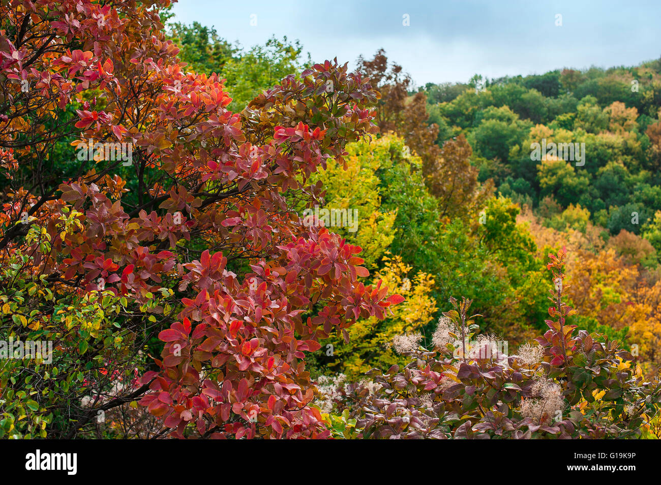 Feuilles rouge vif in soft focus, automne fond, très peu profondes. Banque D'Images