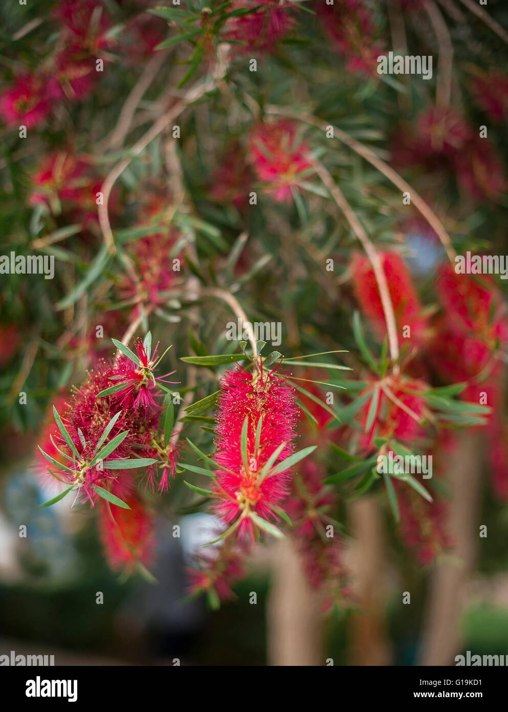 Fleurs exotiques avec des abeilles Banque D'Images