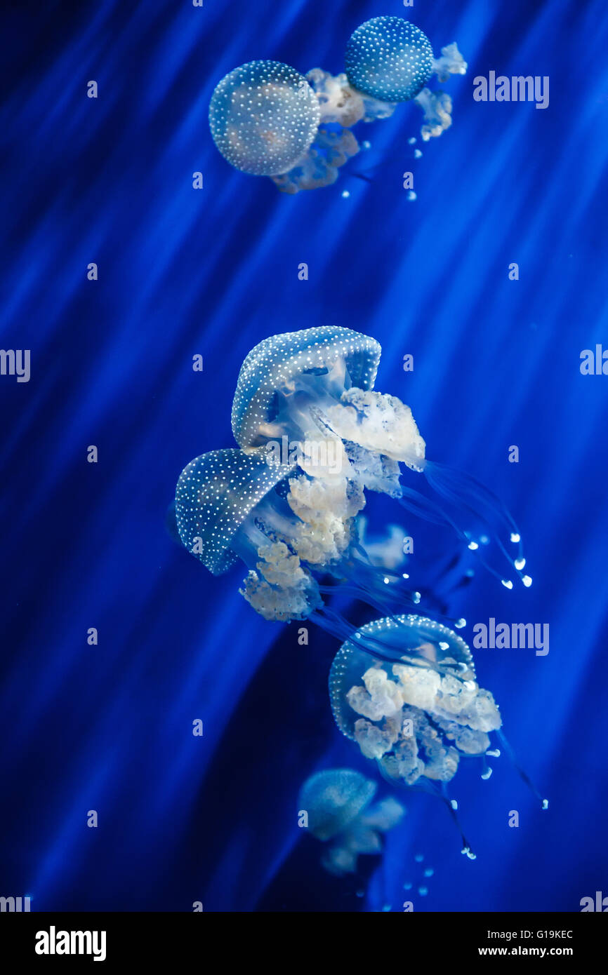 Rhizostoma pulmo le canon méduses dans l''aquarium de Gênes Banque D'Images
