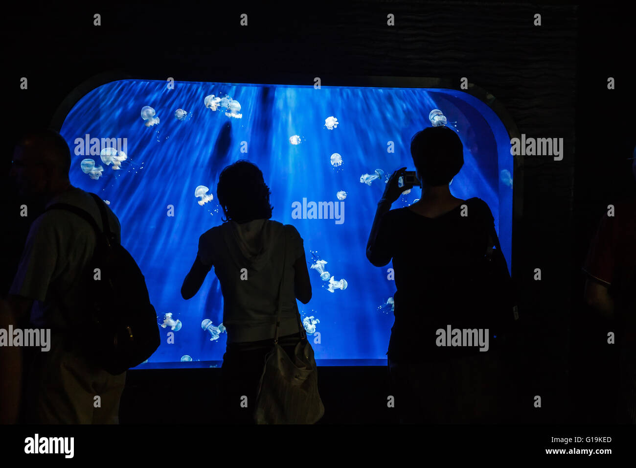 Les gens regardent et photographient Rhizostoma pulmo le méduse à canon dans l'aquarium de Genova Banque D'Images