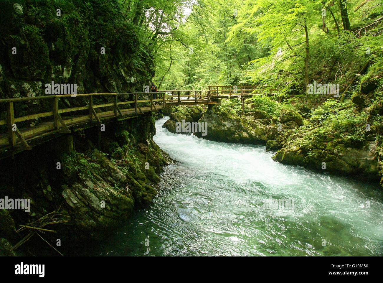 Gorges de Vintgar, ou Bled Gorge est une gorge de 1,6 kilomètres au nord-ouest de la Slovénie dans les municipalités de Gorje et Bled, quatre kil Banque D'Images