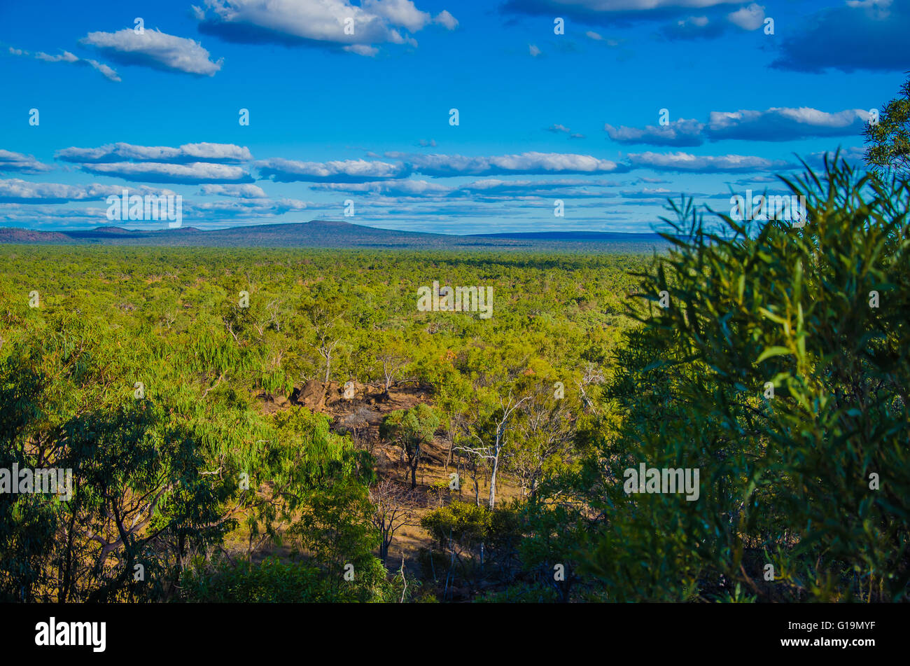 Forêt d'eucalyptus dans le Undara Volcanic National Park, Queensland, Australie. Banque D'Images