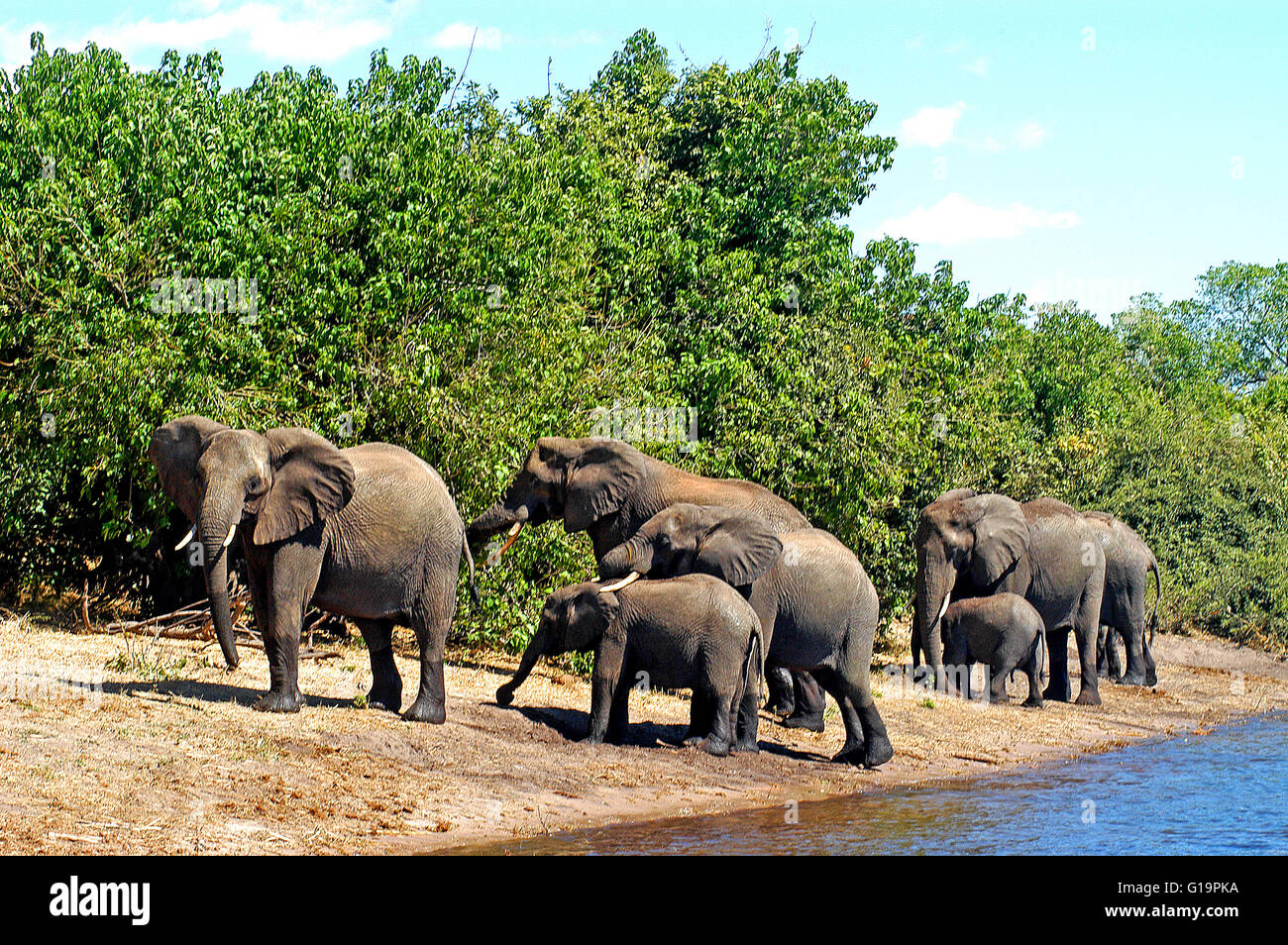 Les éléphants, Chobe national park, Botswana Banque D'Images
