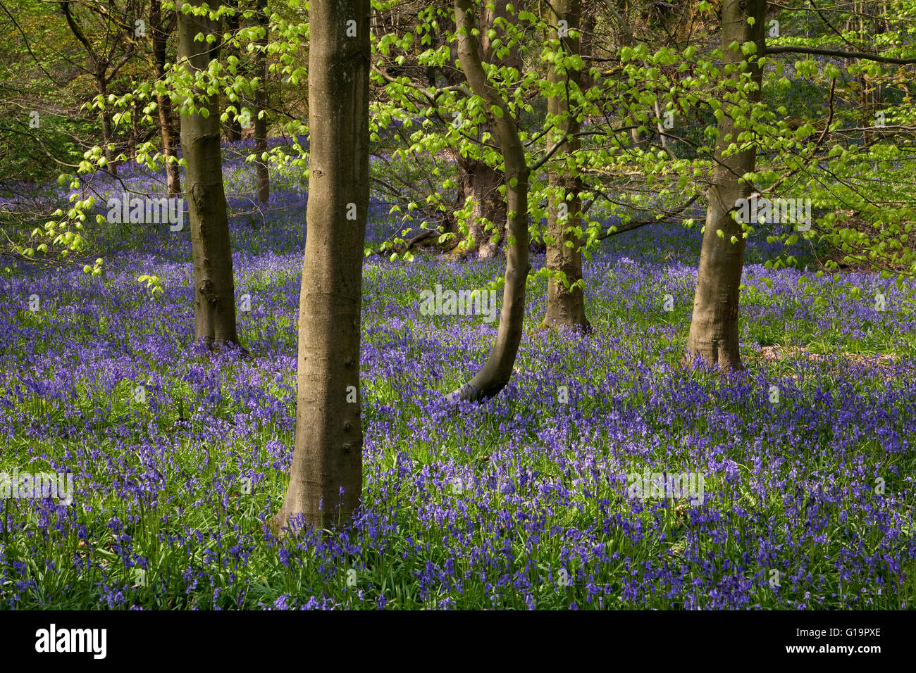 Bluebells à Middleton Woods, près de Bradford, Yorkshire, UK Banque D'Images