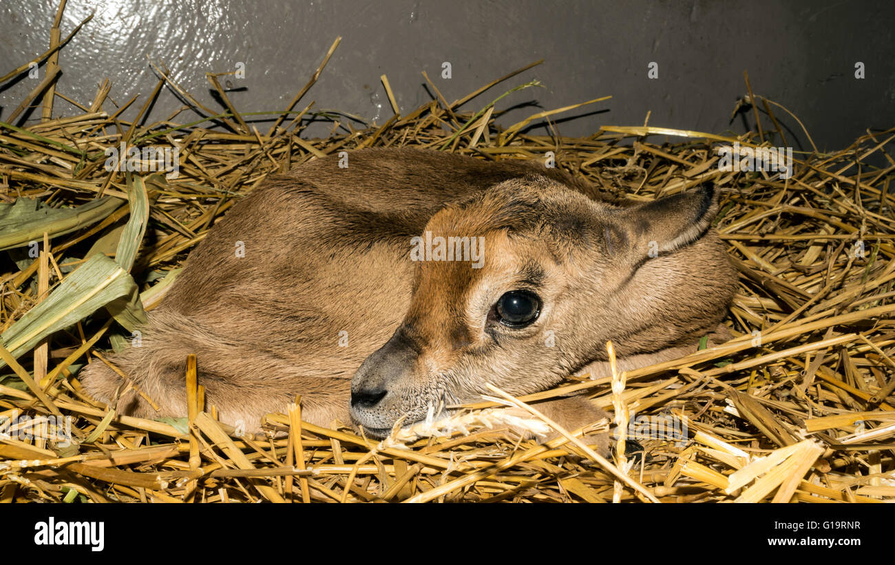 Nouveau-né la gazelle dama, jour après la naissance Banque D'Images
