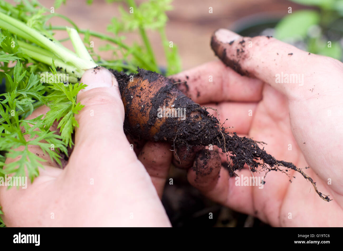 Peu de culture biologique fraîchement sorti de la carotte, de la terre, dans ses mains. Banque D'Images