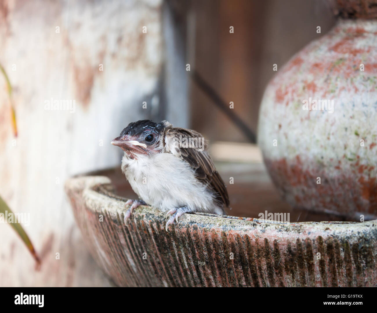 Close up of a young Sparrow, à la fontaine, stock photo Banque D'Images