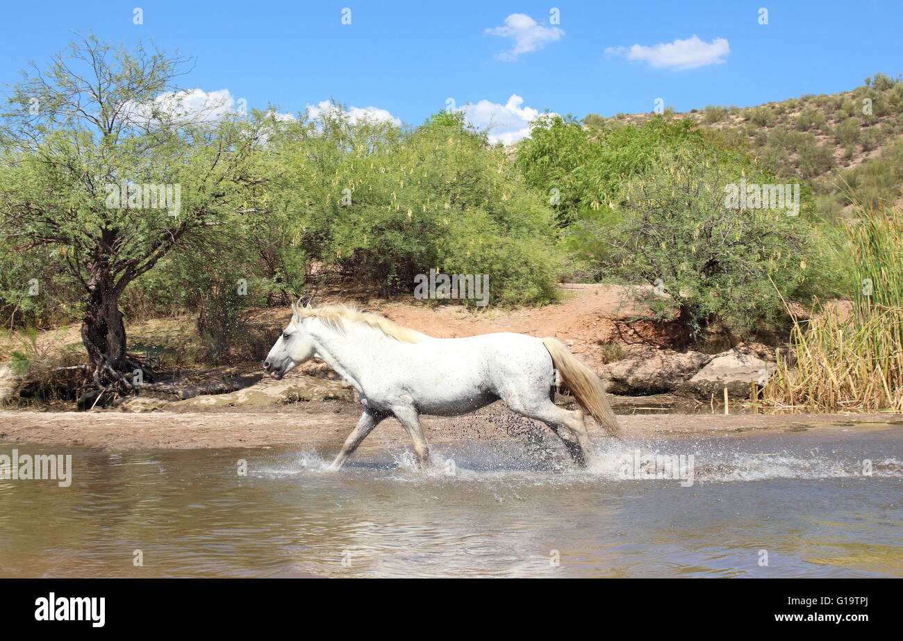 Wild Horse - cheval étalon blanc sauvage s'exécutant dans une rivière Banque D'Images