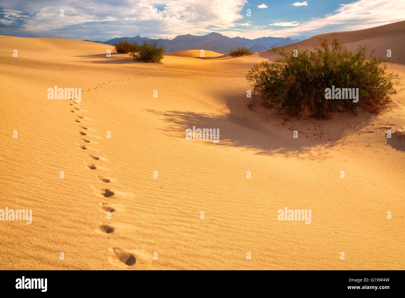 Empreintes de pas sur le sable dans le désert Banque D'Images