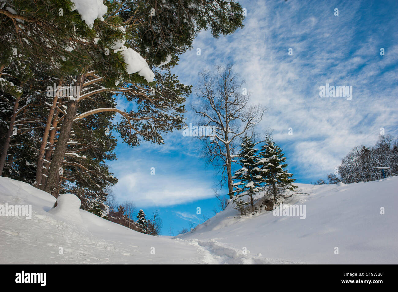Paysage d'hiver avec des sapins couverts de neige Banque D'Images