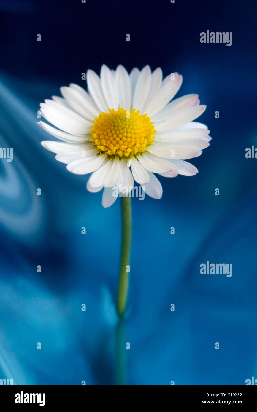 Marguerite, Leucanthemum Fleurs Banque D'Images