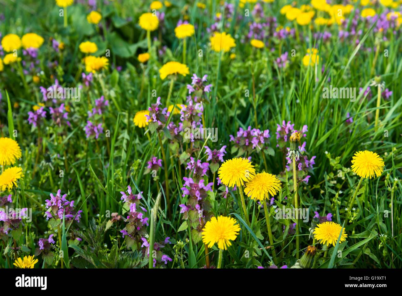 Certains Lamier pourpre (Lamium purpureum) et jaune pissenlit dans le pré. Selective focus Banque D'Images