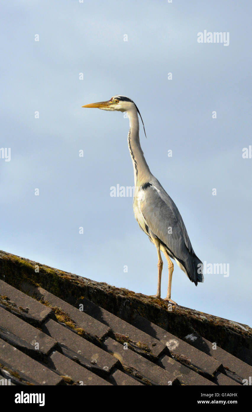 Héron cendré - Ardea cinerea Banque D'Images