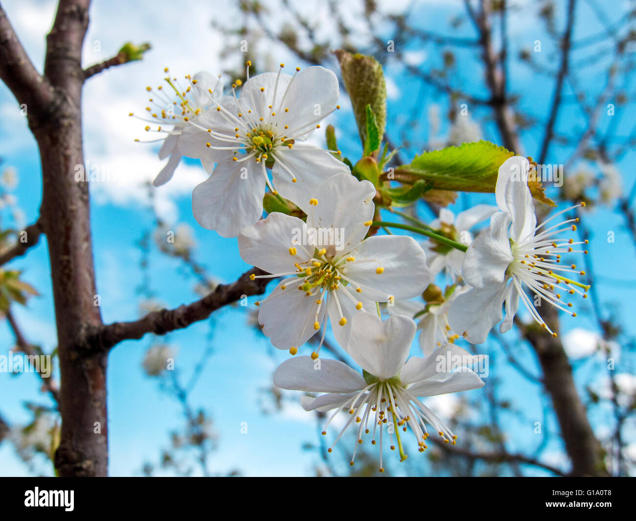 Fleurs de printemps sur cherry tree, gros plan Banque D'Images