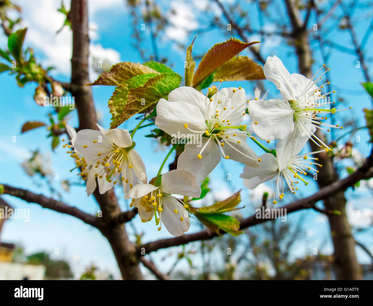 Fleurs de printemps sur cherry tree, gros plan Banque D'Images