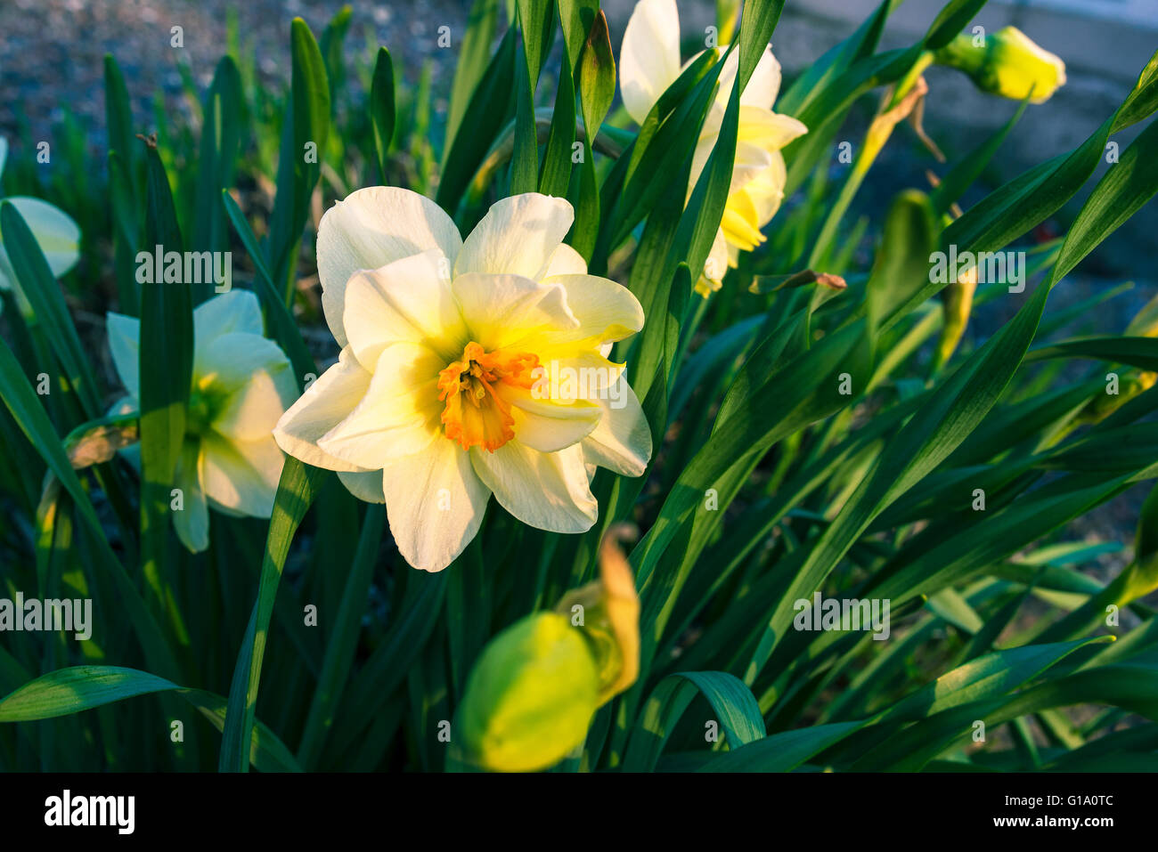 Domaine de la floraison des jonquilles en blanc fermer Banque D'Images