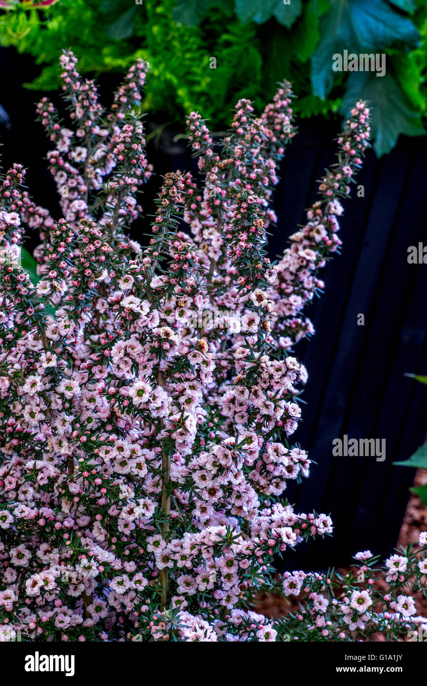 LEPTOSPERMUM SCOPARIUM DAMASSÉ ROSE Banque D'Images