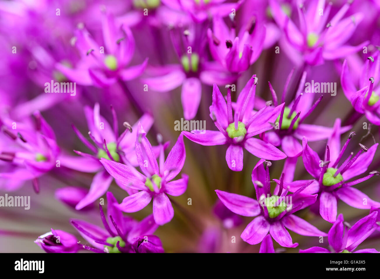 Allium Purple Flowers Close Up Banque D'Images