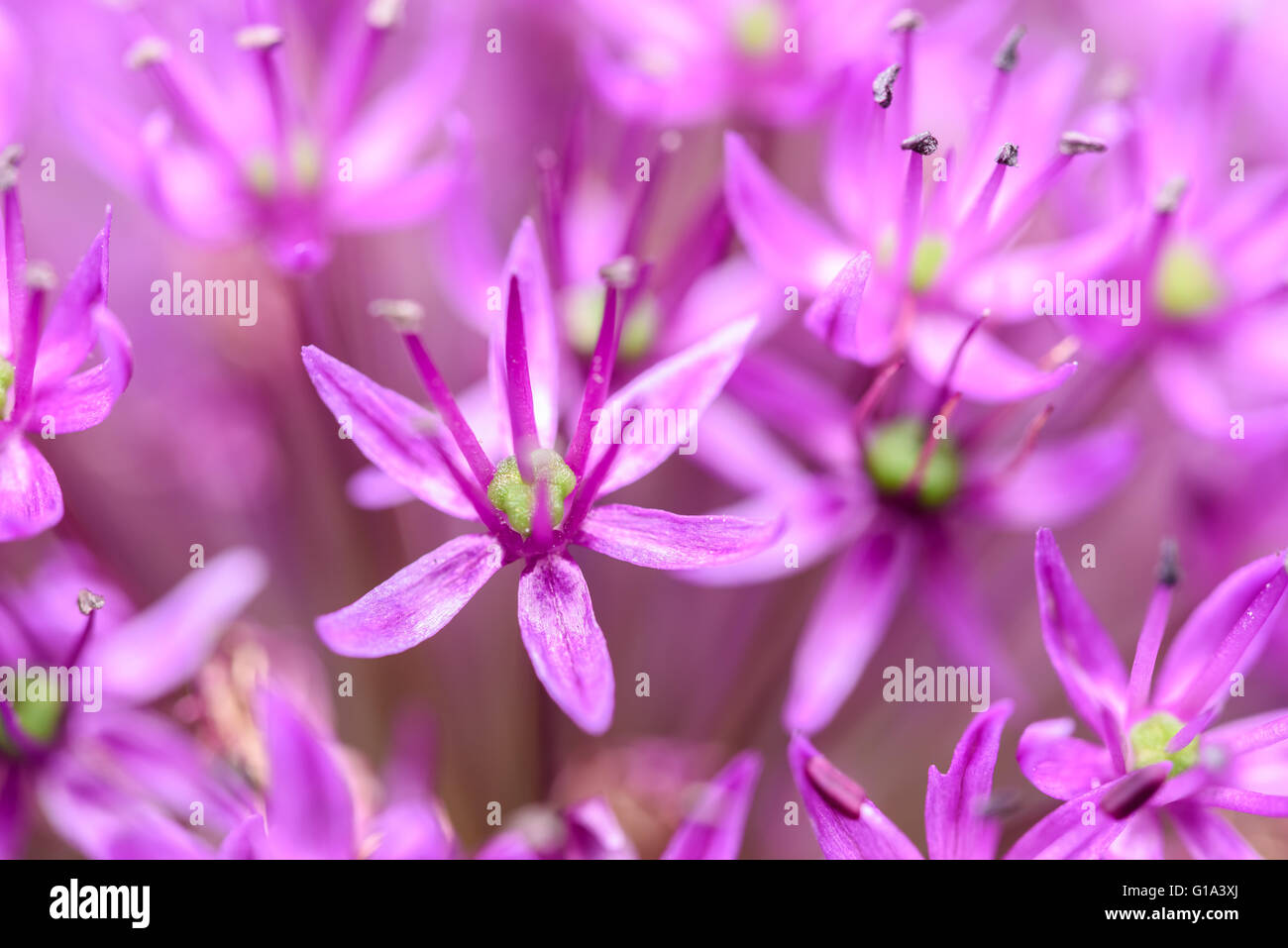 Allium Purple Flowers Close Up Banque D'Images