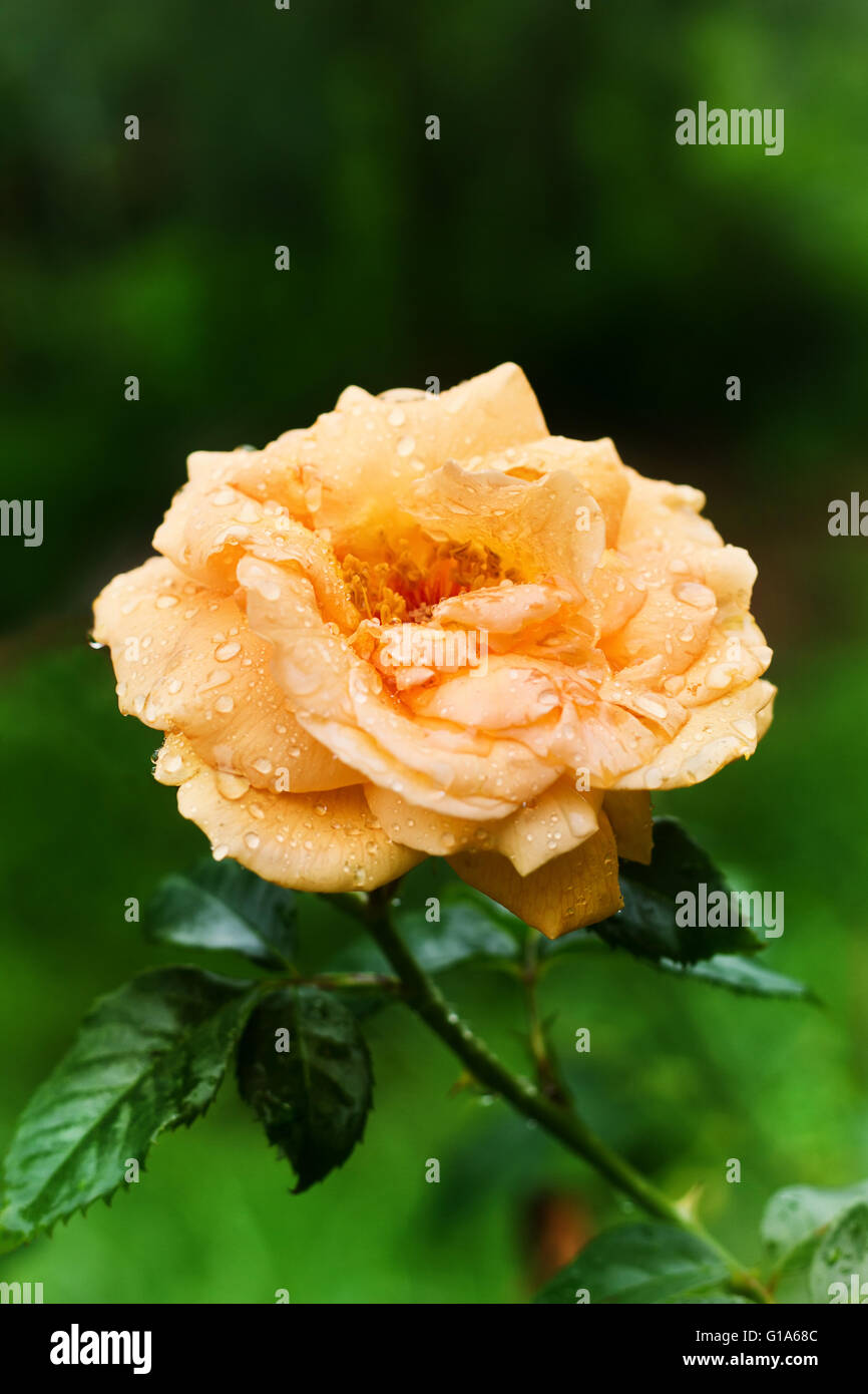 Un thé jaune rose avec des gouttes sur ses pétales dans le jardin après la pluie, avec un espace réservé au texte Banque D'Images