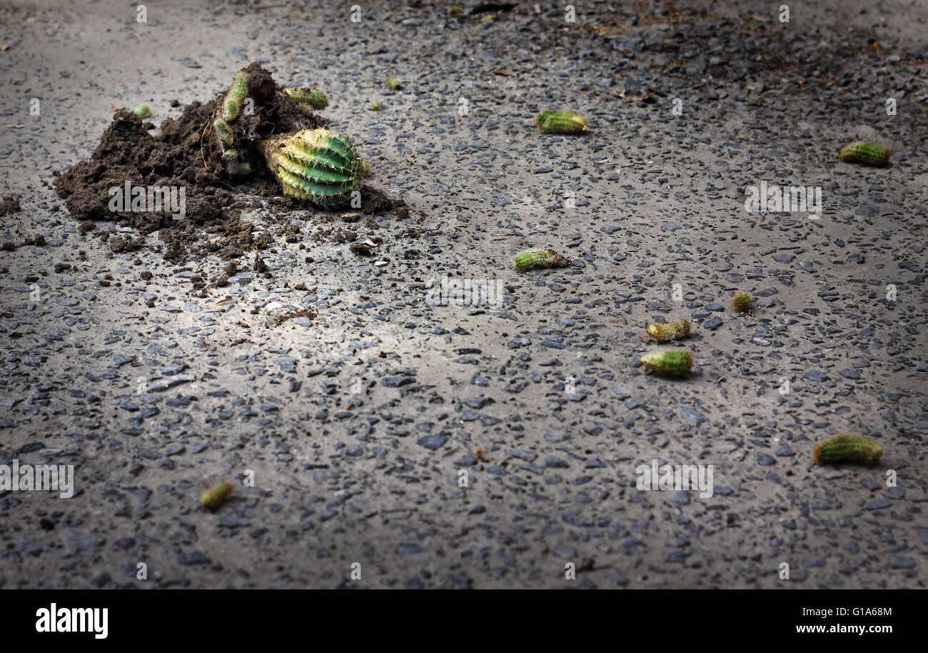 Cactus est sur l'asphalte cassé, petite bourgeonne sont autour de Banque D'Images